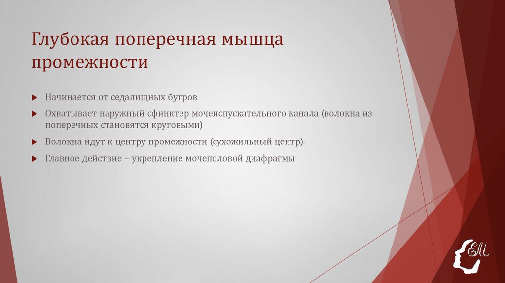 Глубокая поперечная мышца промежности