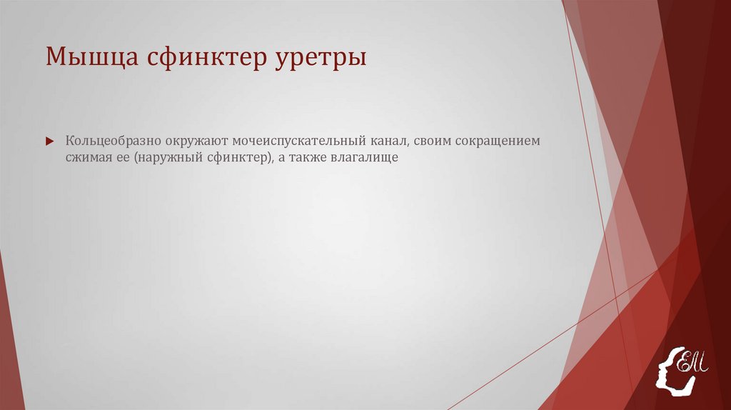 Мышца сфинктер уретры