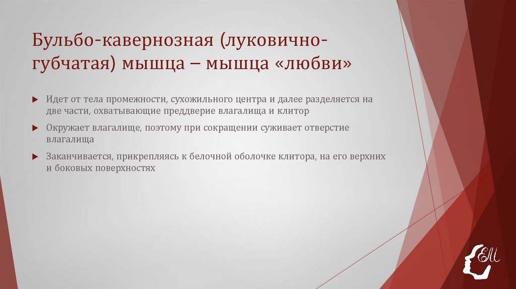 Бульбо-кавернозная (луковично-губчатая) мышца – мышца «любви»