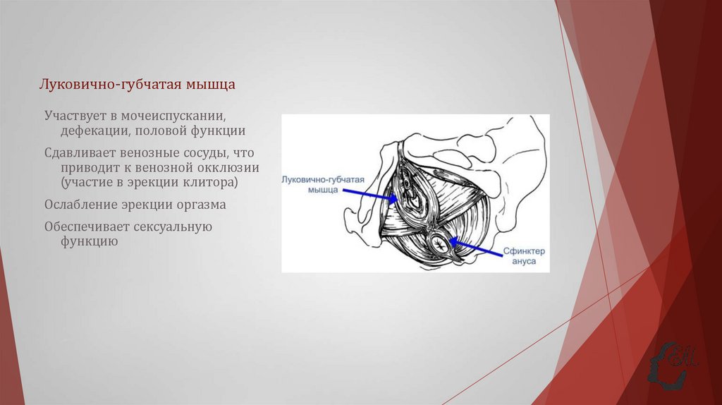 Луковично-губчатая мышца