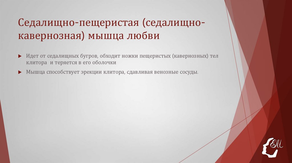 Седалищно-пещеристая (седалищно-кавернозная) мышца любви