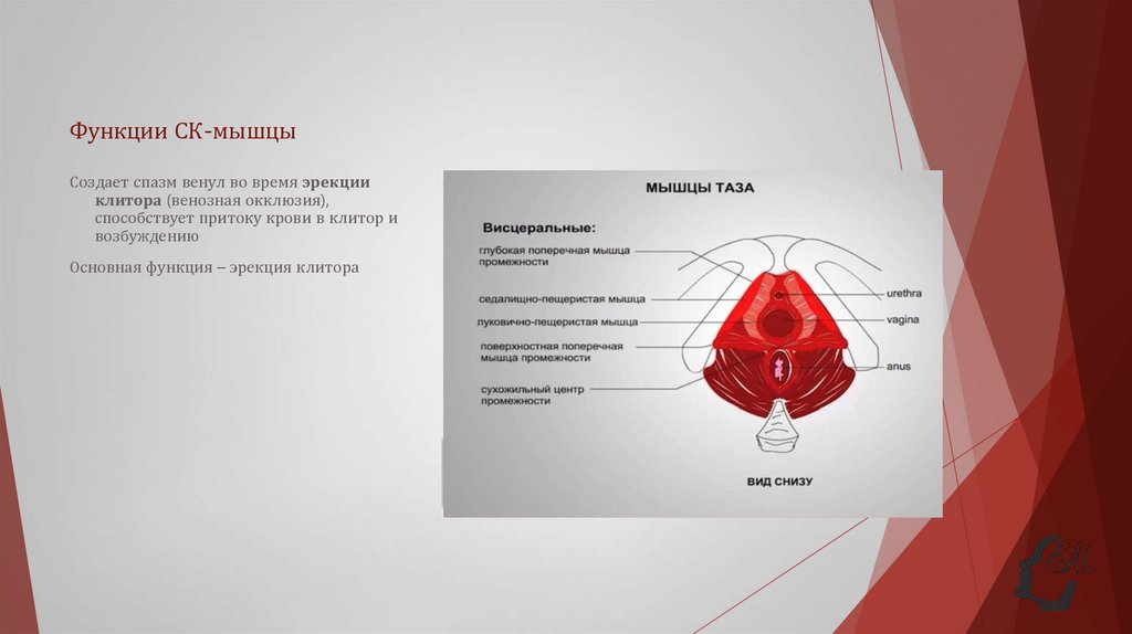 Функции СК-мышцы