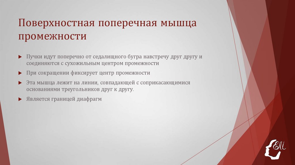 Поверхностная поперечная мышца промежности