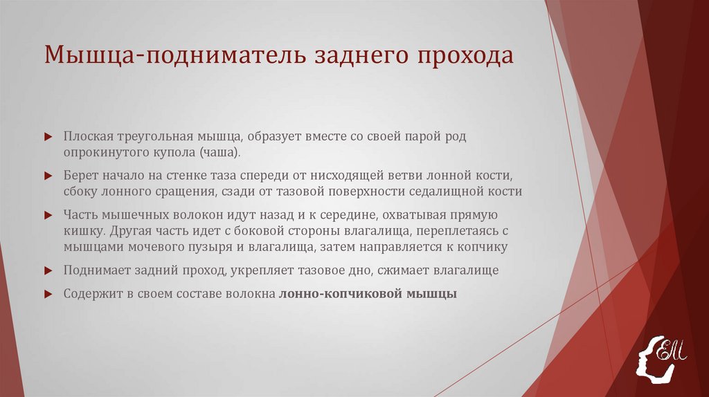 Мышца-подниматель заднего прохода