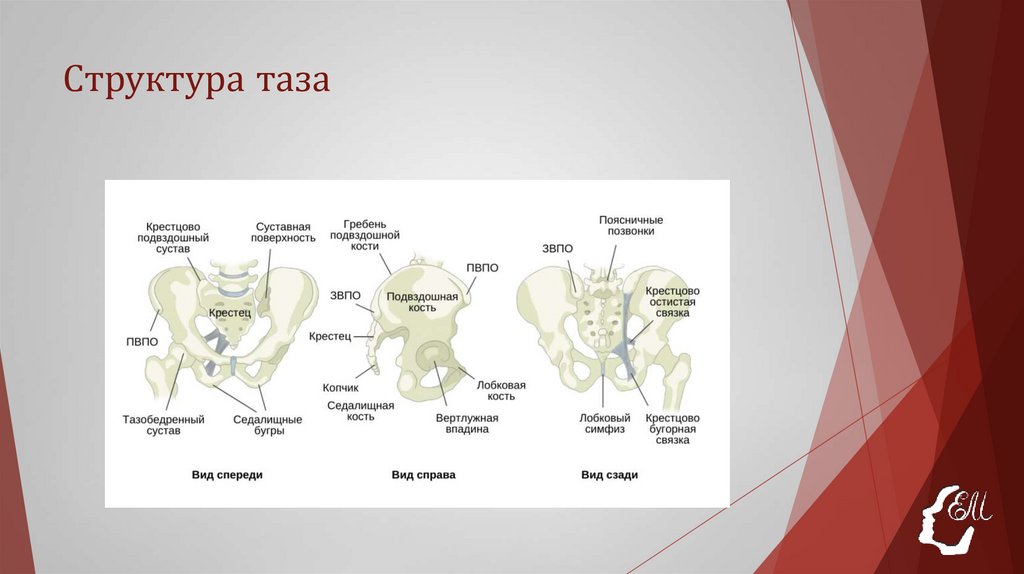 Структура таза