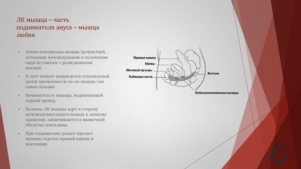 ЛК мышца – часть поднимателя ануса – мышца любви