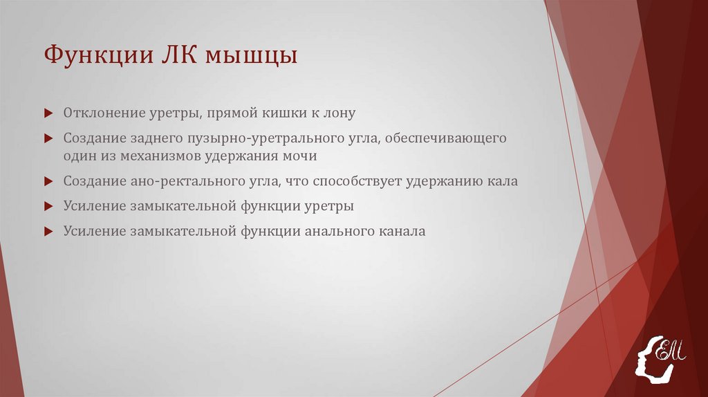 Функции ЛК мышцы