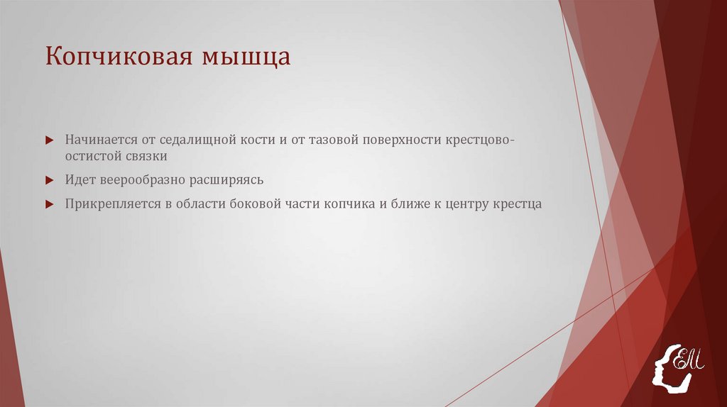 Копчиковая мышца