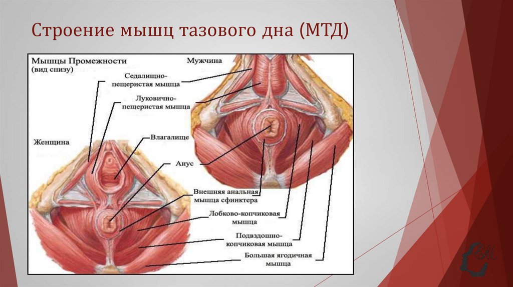 Строение мышц тазового дна (МТД)