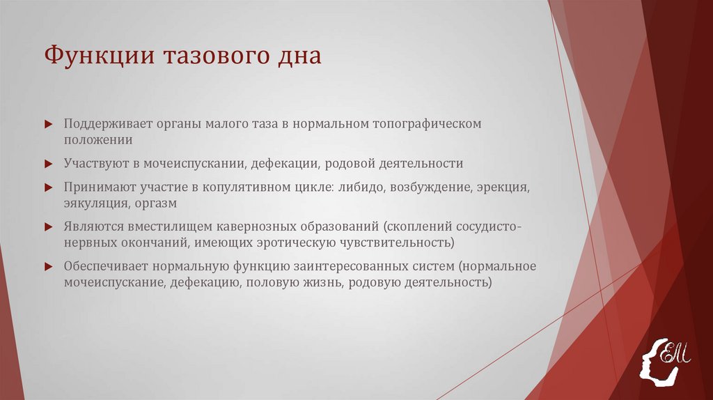 Функции тазового дна