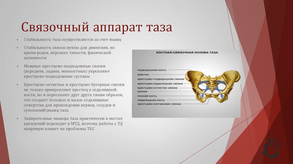 Связочный аппарат таза