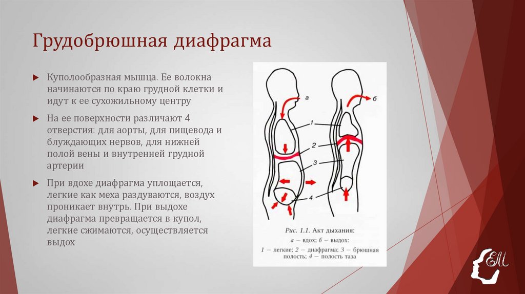 Грудобрюшная диафрагма