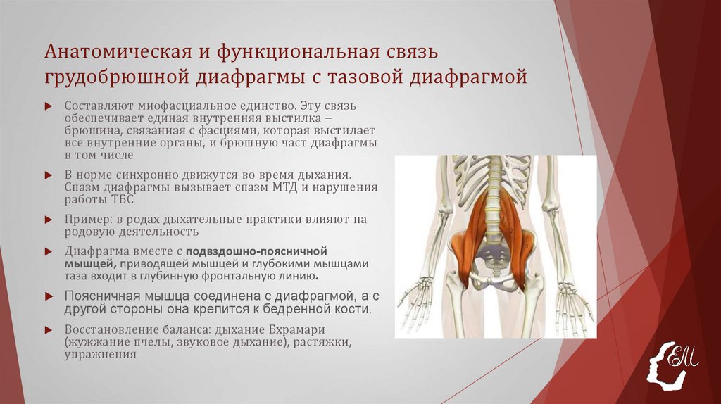 Анатомическая и функциональная связь грудобрюшной диафрагмы с тазовой диафрагмой
