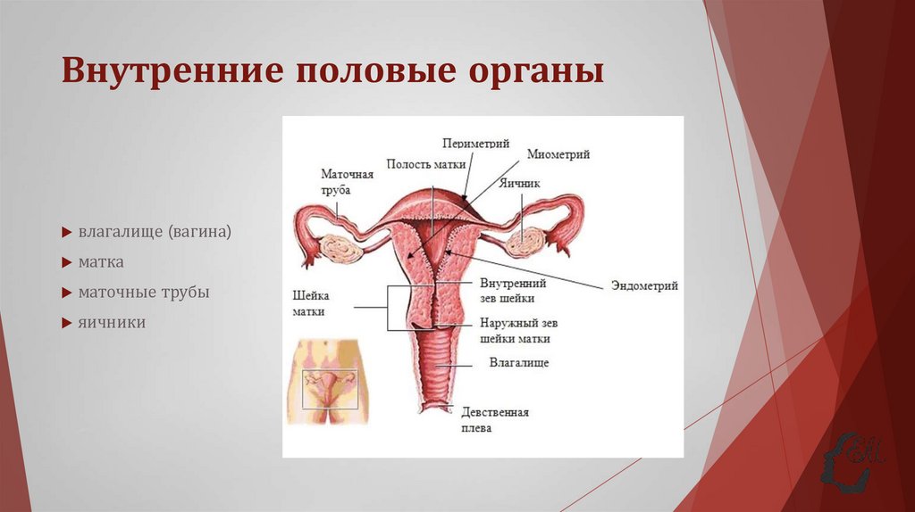 Внутренние половые органы