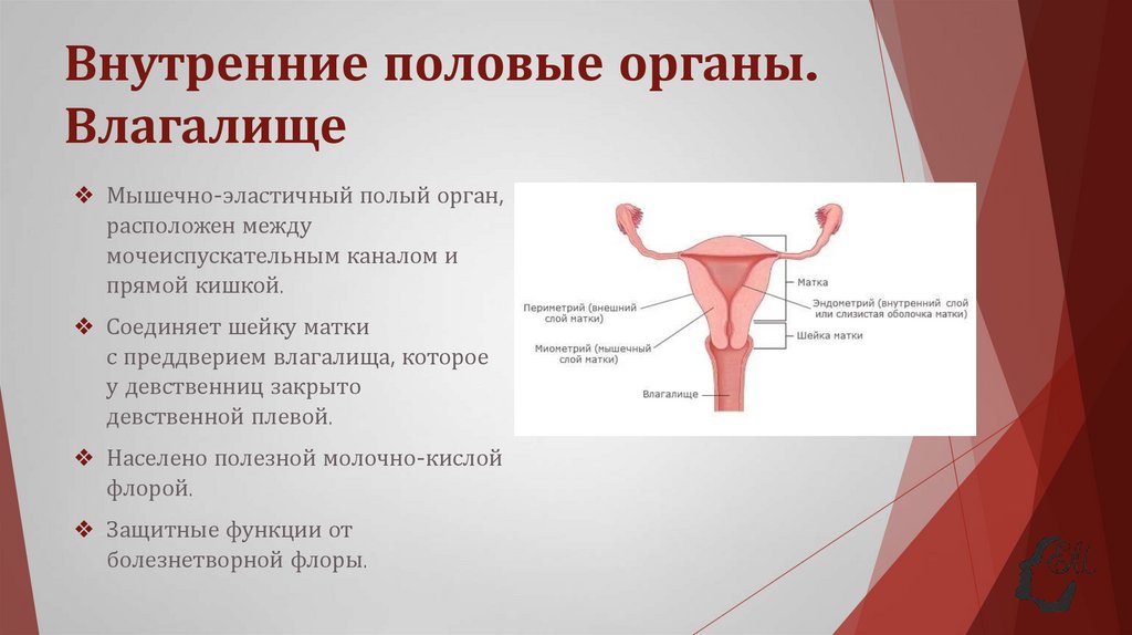 Внутренние половые органы. Влагалище
