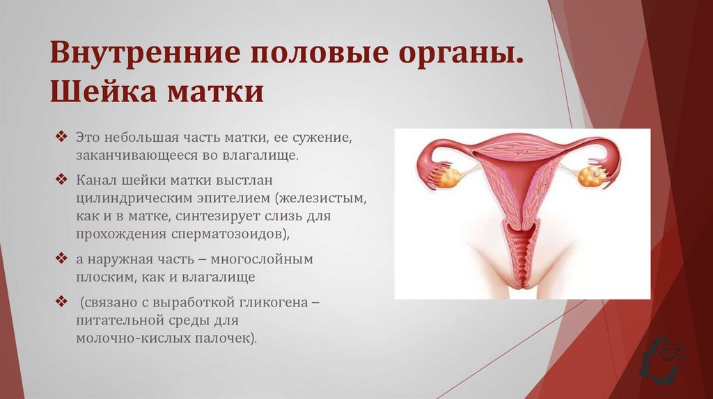 Внутренние половые органы. Шейка матки