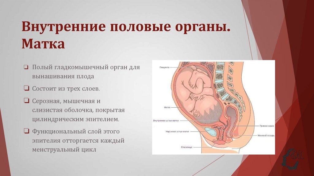 Внутренние половые органы. Матка