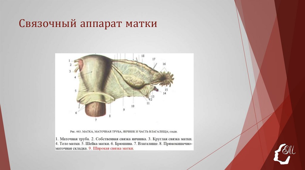 Связочный аппарат матки