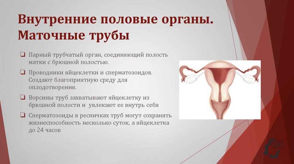 Внутренние половые органы. Маточные трубы