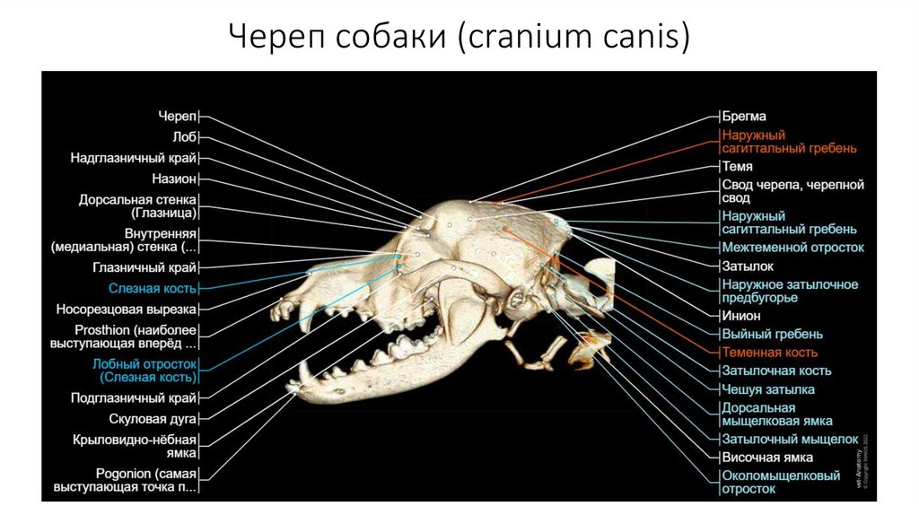 Череп собаки (cranium canis)