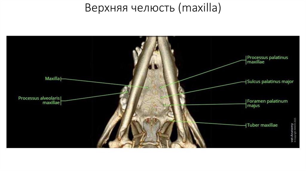 Верхняя челюсть (maxilla)