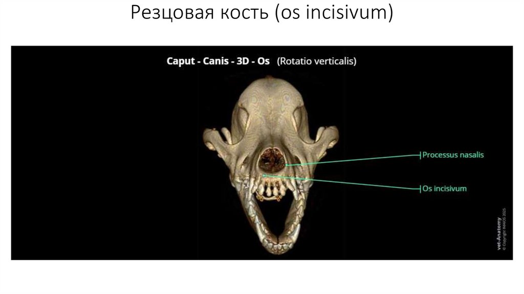 Резцовая кость (os incisivum)