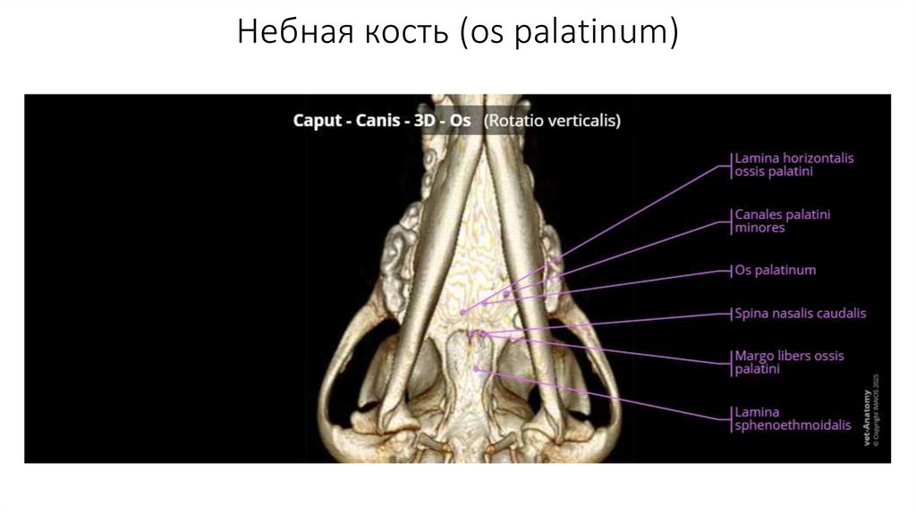 Небная кость (os palatinum)