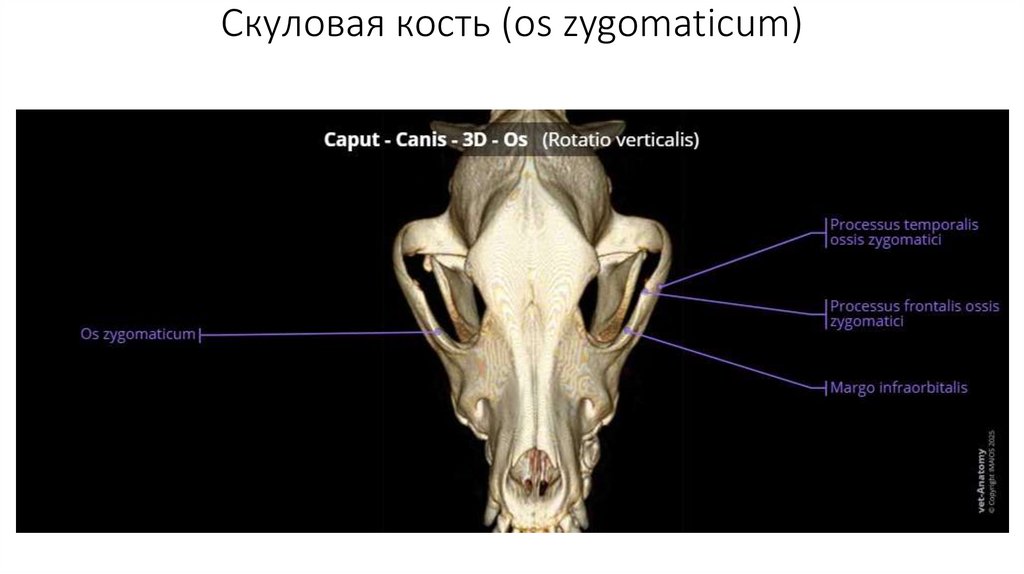 Скуловая кость (os zygomaticum)