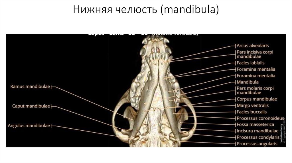 Нижняя челюсть (mandibula)