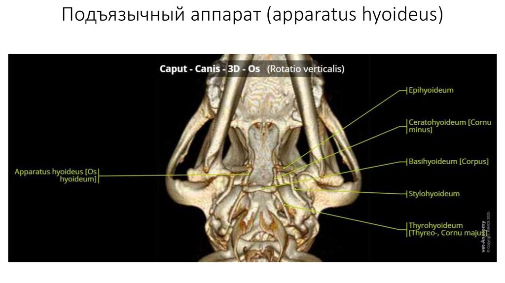 Подъязычный аппарат (apparatus hyoideus)