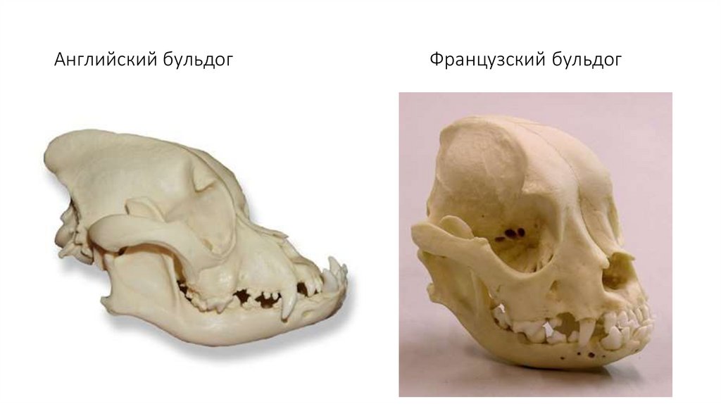 Английский бульдог Французский бульдог