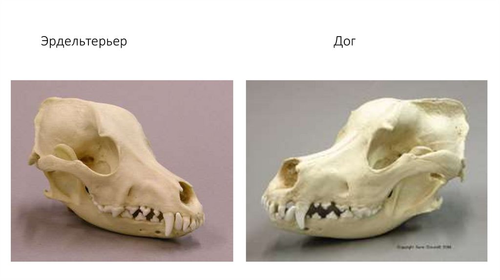 Эрдельтерьер Дог