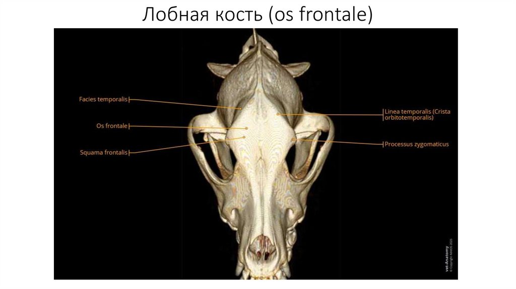 Лобная кость (os frontale)