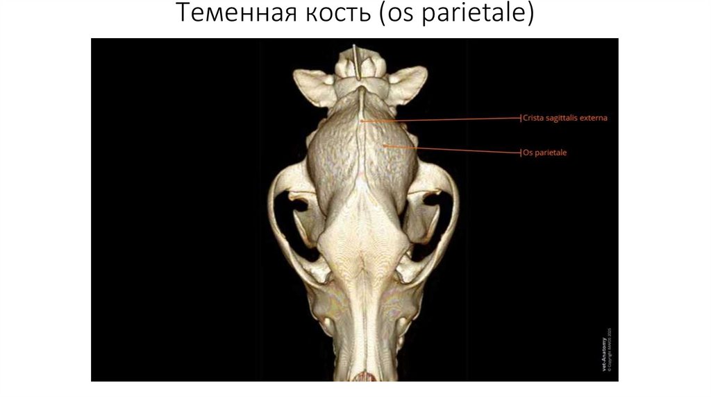 Теменная кость (os parietale)