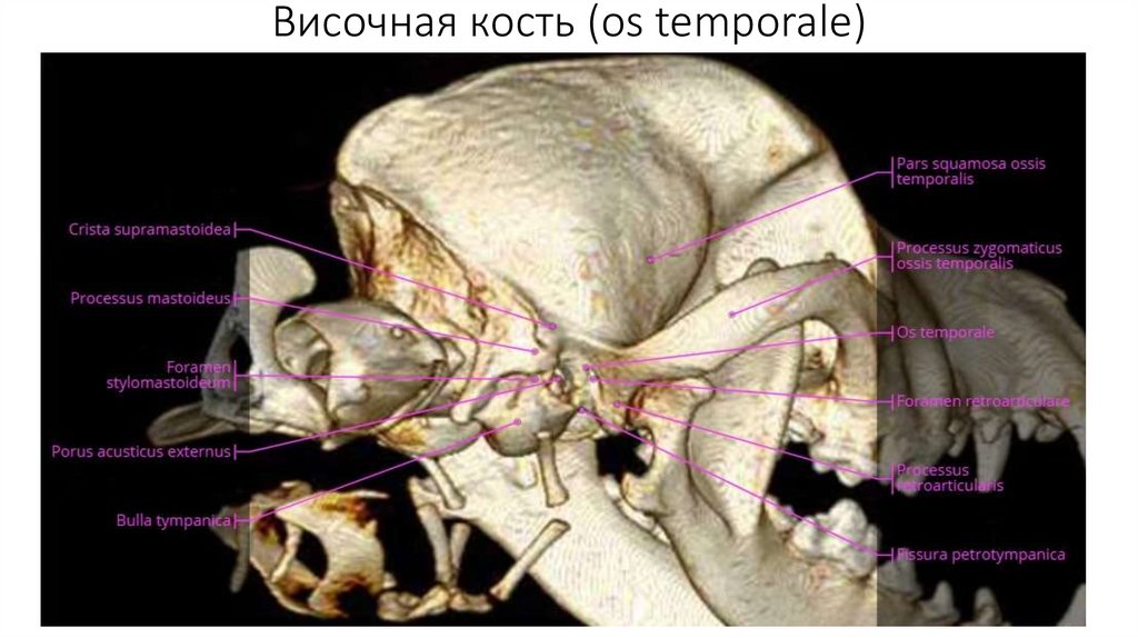 Височная кость (os temporale)