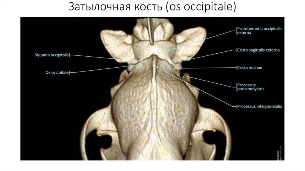 Затылочная кость (os occipitale)