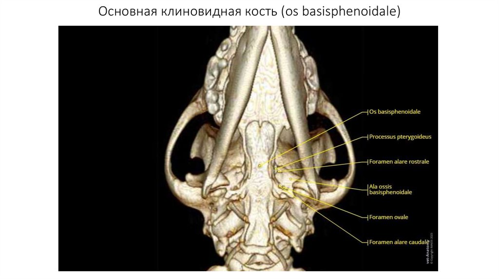 Основная клиновидная кость (os basisphenoidale)