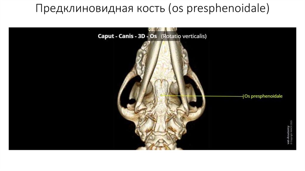 Предклиновидная кость (os presphenoidale)