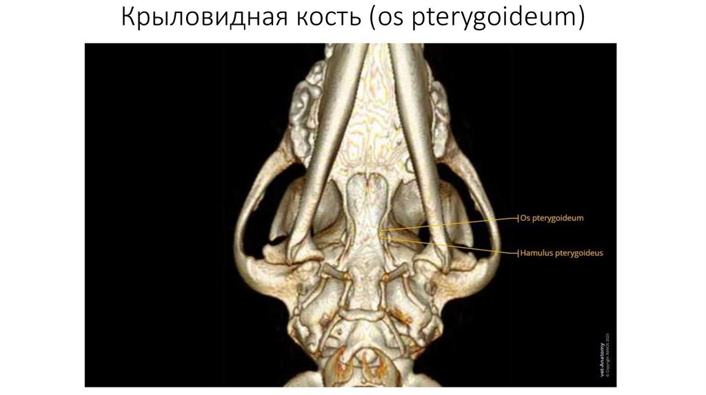 Крыловидная кость (os pterygoideum)