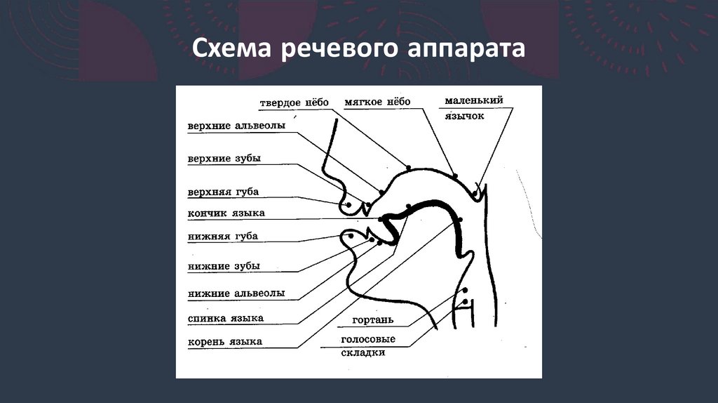 Схема речевого аппарата