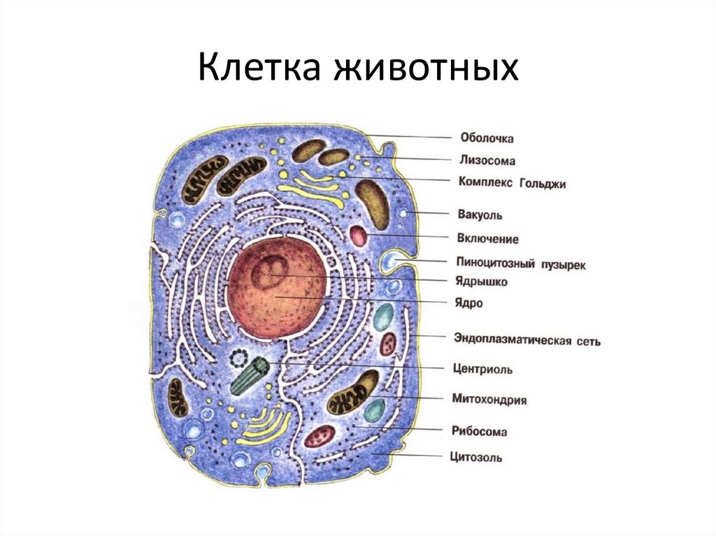 Клетка животных