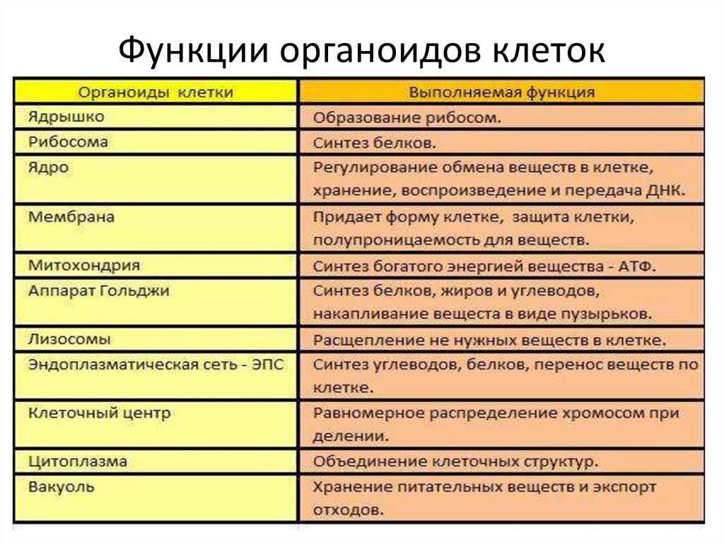 Функции органоидов клеток