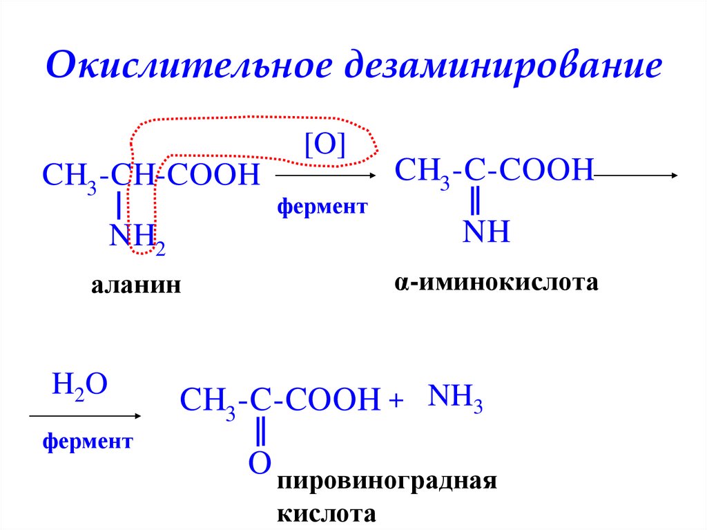 Окислительное дезаминирование