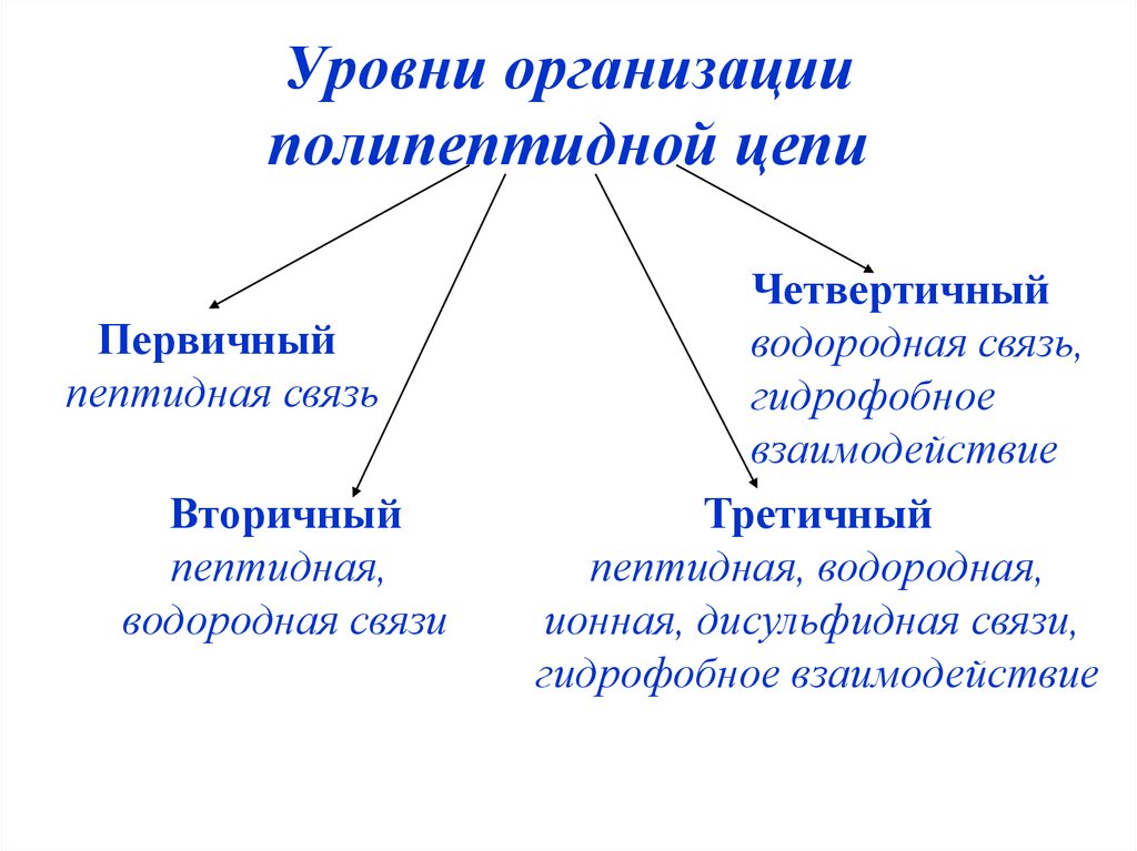 Качественная реакция на пептидные связи