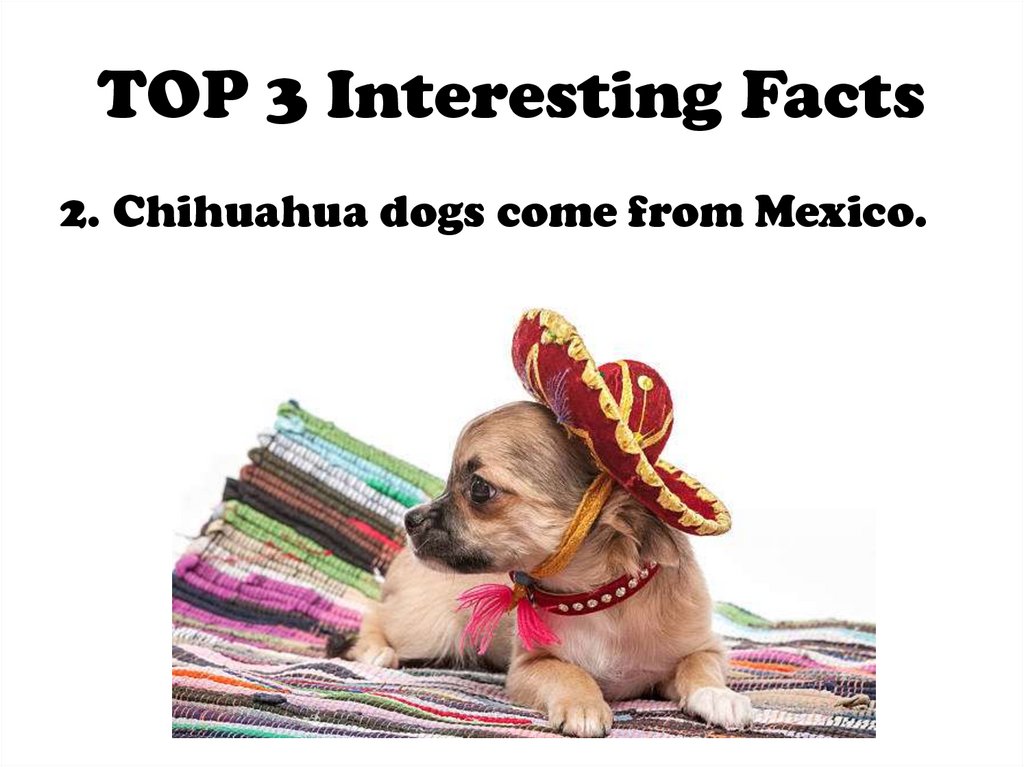 TOP 3 Interesting Facts