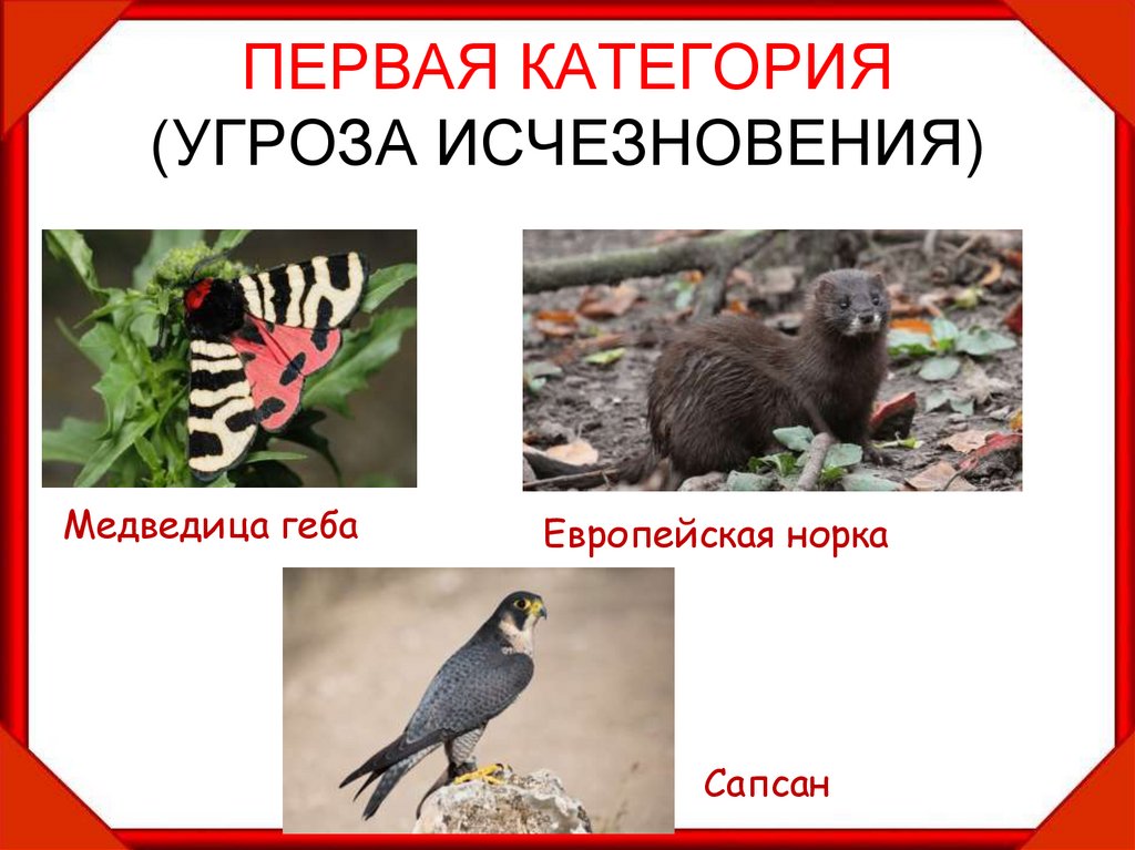 ПЕРВАЯ КАТЕГОРИЯ (УГРОЗА ИСЧЕЗНОВЕНИЯ)