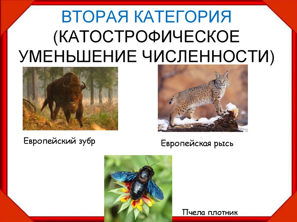 ВТОРАЯ КАТЕГОРИЯ (КАТОСТРОФИЧЕСКОЕ УМЕНЬШЕНИЕ ЧИСЛЕННОСТИ)