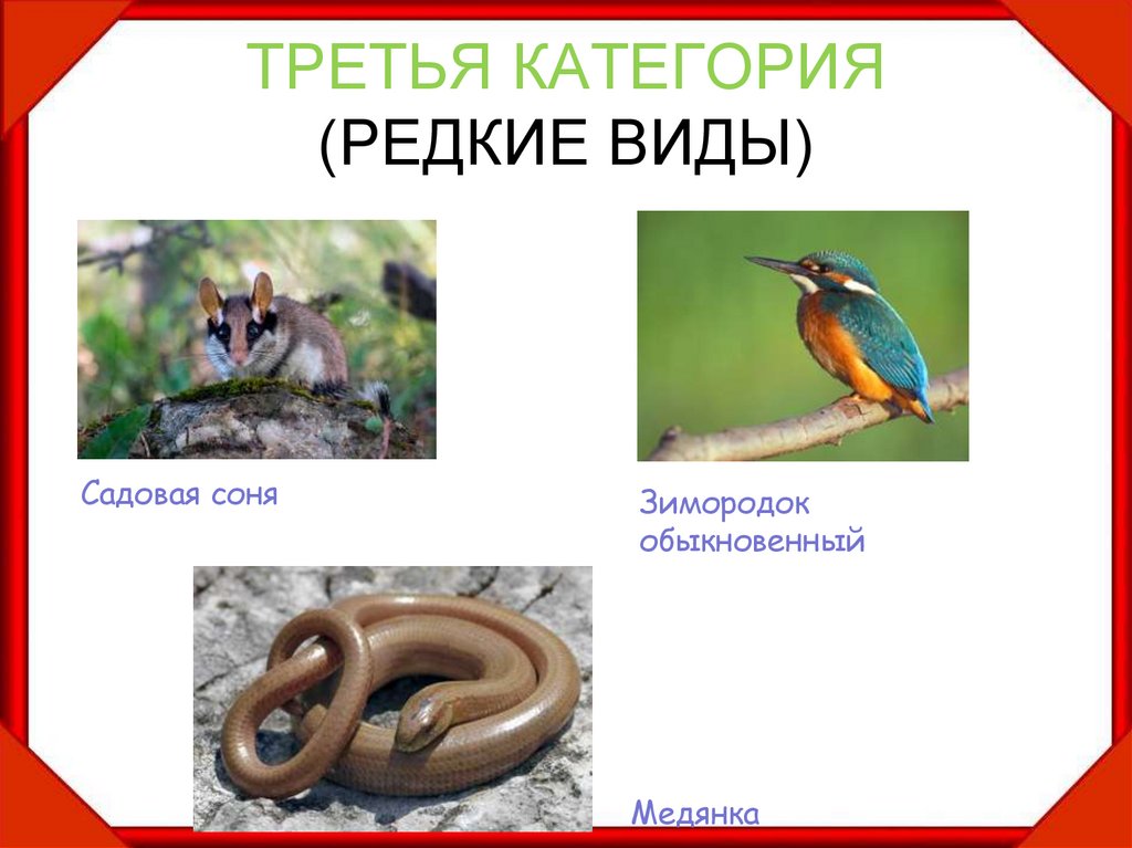 ТРЕТЬЯ КАТЕГОРИЯ (РЕДКИЕ ВИДЫ)