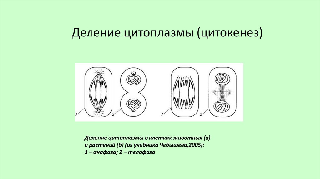 Деление цитоплазмы (цитокенез)