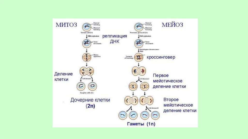 Сравнительная характеристика митоза и мейоза